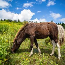 Wild Ponies Grayson Highlands