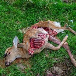Dead Fawn from a Coyote attack
