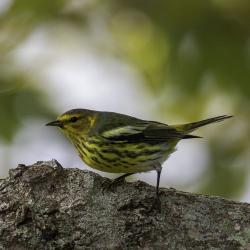 Cape May Warbler Highland County VA