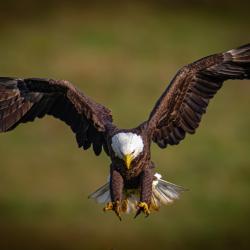 Highland County VA Eagle
