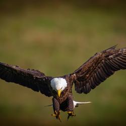 Bald Eagle Highland County VA