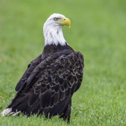 Bald Eagle Highland County VA