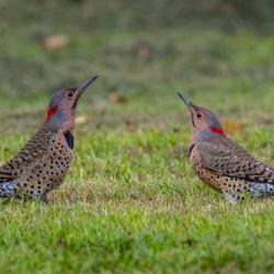 Flicker Woodpeckers