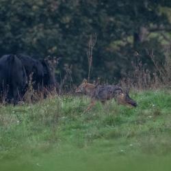 Highland County Coyote