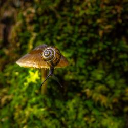 Mushroom with snail