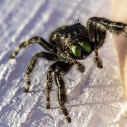 Jumping Spider