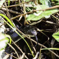 Rat Snake