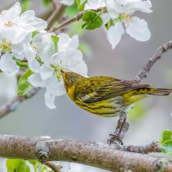 Cape May Warbler in Apple Blossoms