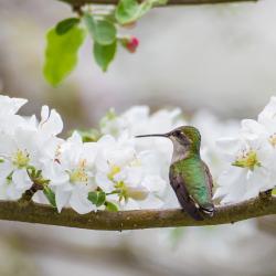Ruby Throat Humming Bird in Apple Blossoms