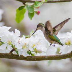 Ruby Throat Humming Bird in Apple Blossoms