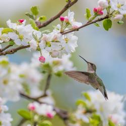 Ruby Throat Humming Bird in Apple Blossoms