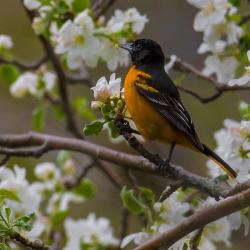 Baltimore Oriole in Apple Blossoms