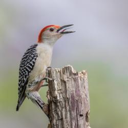 Red-Bellied Woodpecker