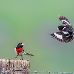 Male Rose-Breasted Grosbeak Fighting