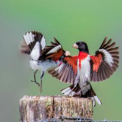 Male Rose-Breasted Grosbeak Fighting