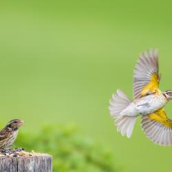 Female Rose-Breasted Grosbeak Fighting 