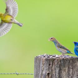 Male Indigo Bunting & Goldfinch