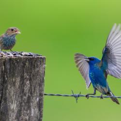 Male Indigo Buntings
