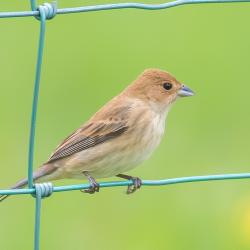 Female Indigo Bunting