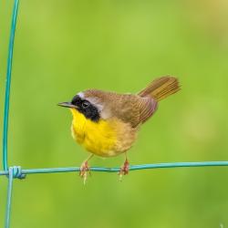 Common Yellowthroat Warbler