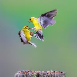 Goldfinches Fighting Flying
