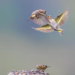 Goldfinches Fighting Flying