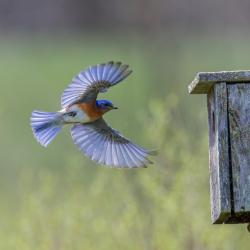 Eastern Bluebird Flying into Bluebird Box