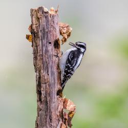 Downy Woodpecker