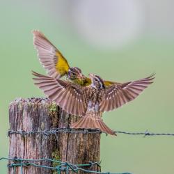 Female Rose-Breasted Grosbeak Fighting 