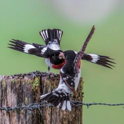 Male Rose-Breasted Grosbeak Fighting