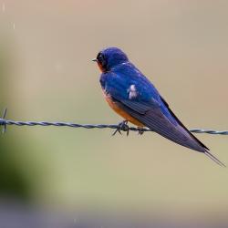 Barn Swallow Sitting on Fence