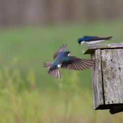 Tree Swallows fighting over Bluebird Box