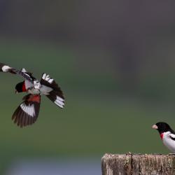 Male Rose-Breasted Grosbeak Fighting