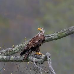 Immature Bald Eagle around 3 Years Old 