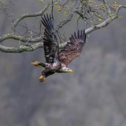 Immature Bald Eagle around 3 Years Old 