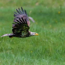 Immature Bald Eagle around 3 Years Old 