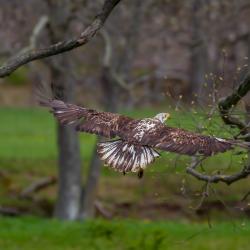 Immature Bald Eagle around 3 Years Old 