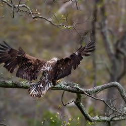 Immature Bald Eagle around 3 Years Old 