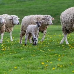 Fair Lawn Farm Lambs