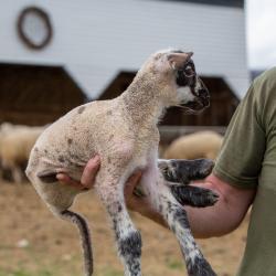 Tim Duff Fair Lawn Farm Lamb