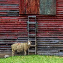 Lambs in Monterey VA