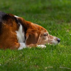 Riley the Super Beagle