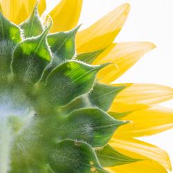Beaver Dam Farm Sunflower Festival
