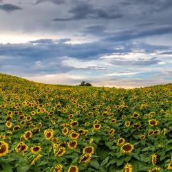 Beaver Dam Farm Sunflower Festival