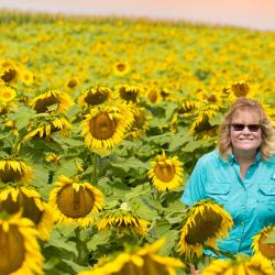 Beaver Dam Farm Sunflower Festival