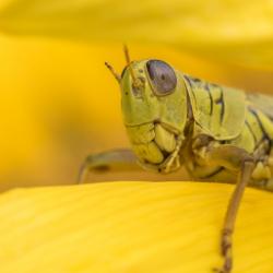 Grasshopper on Sunflower