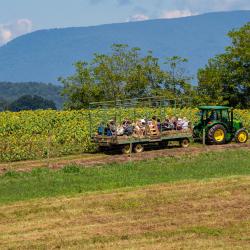 Beaver Dam Farm Sunflower Festival
