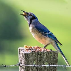 Blue Jay eating suet