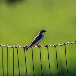 Tree Swallow on fence