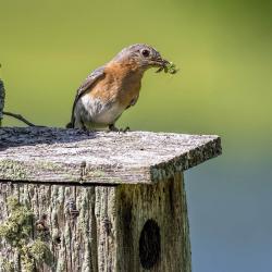 Female Bluebird with Grasshopper